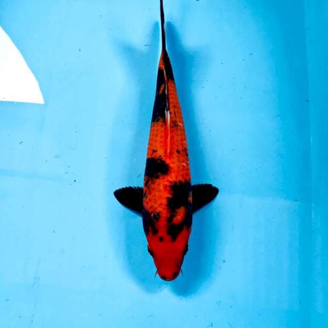 Hi Utsuri, 26 cm