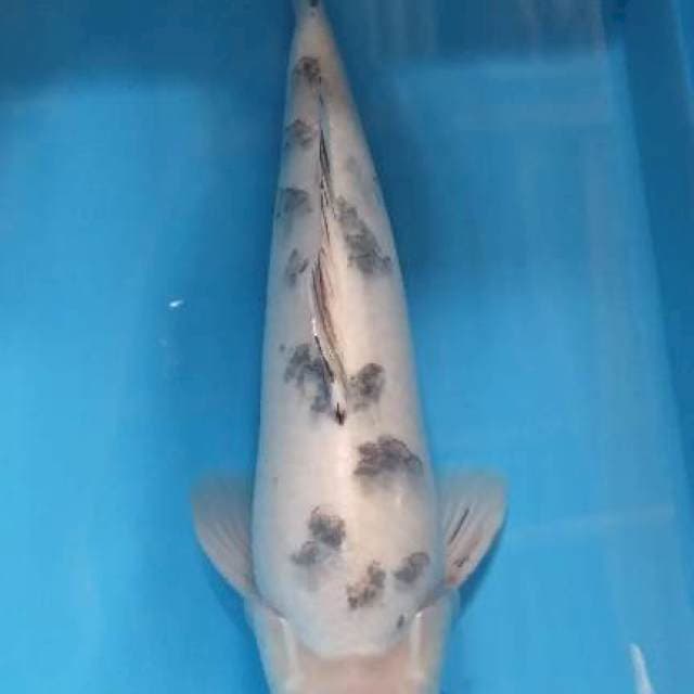 Becko super white male 36