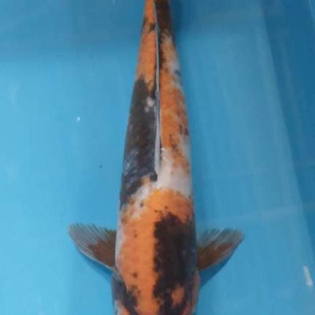 Showa 39 cm