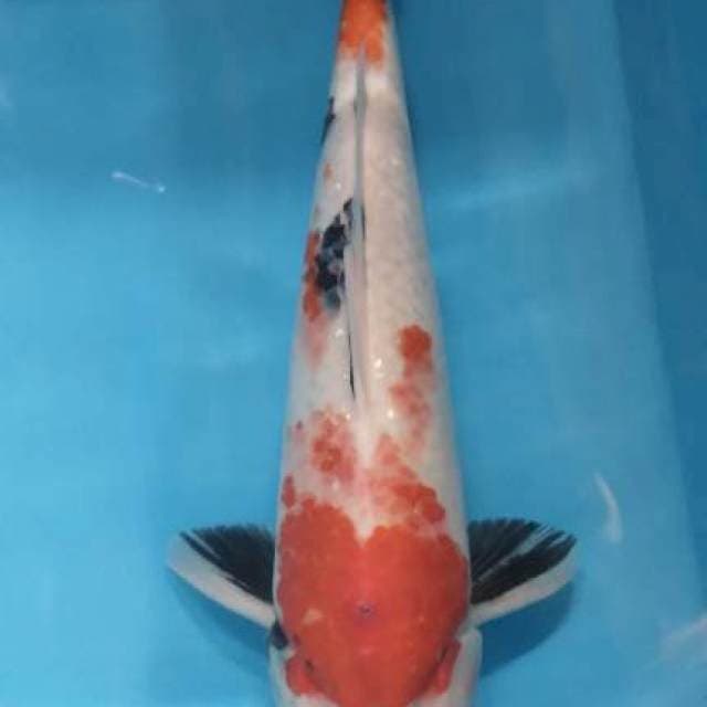Showa male 36 cm munuk