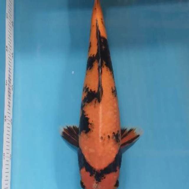 Hiu 36 cm
