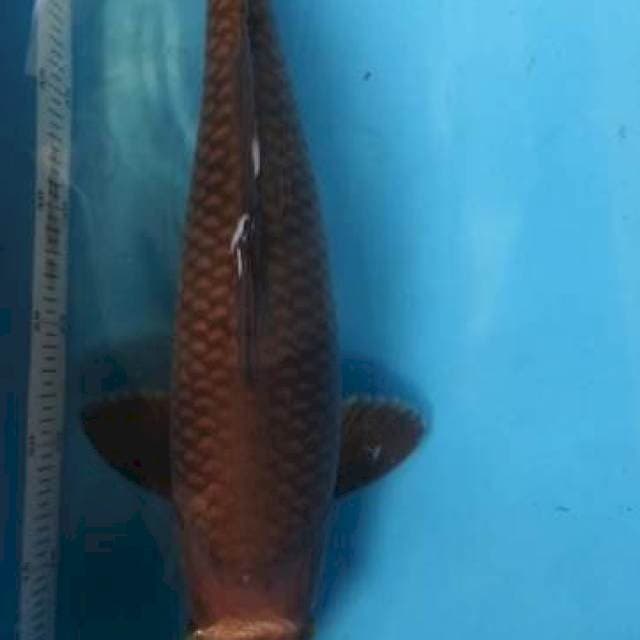 Tembaga munuk male 40 cm