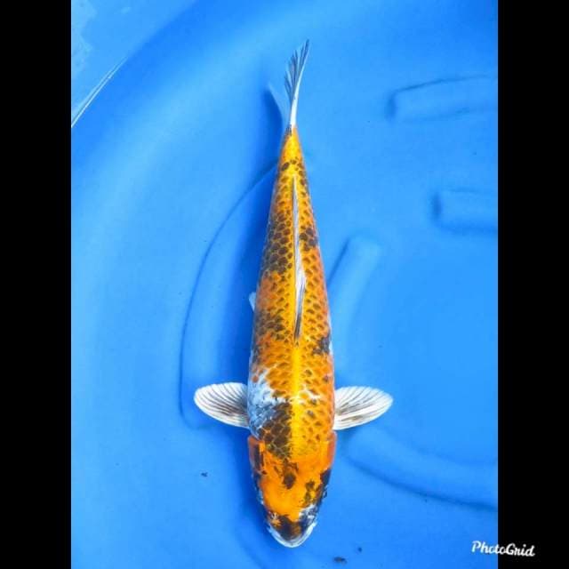 53cm , Calon Induk , Kin Showa Jumbo