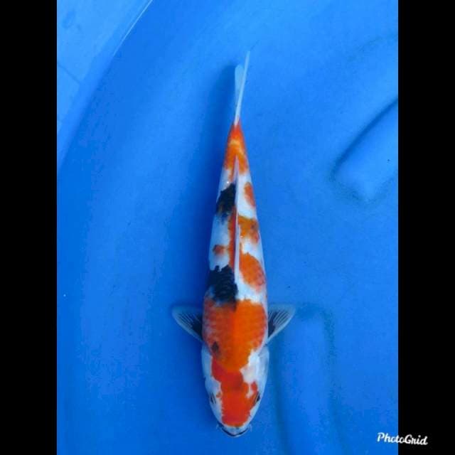 31cm , Showa Tategoi
