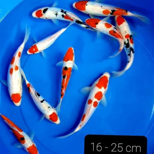 Doitsu 10 ekor. 16- 25 cm