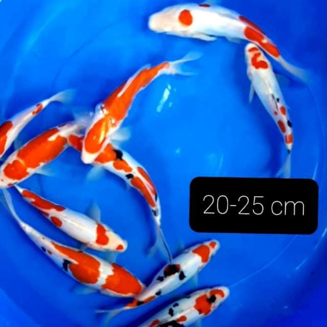 Doitsu 10 ekor 20-25 cm