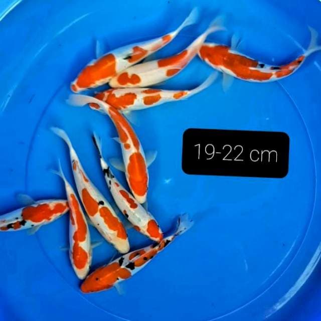 Doitsu 10 ekor 19-22 cm