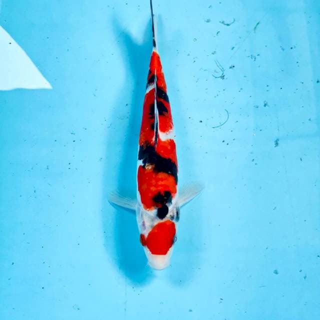 Sanke Doitsu, 22 cm