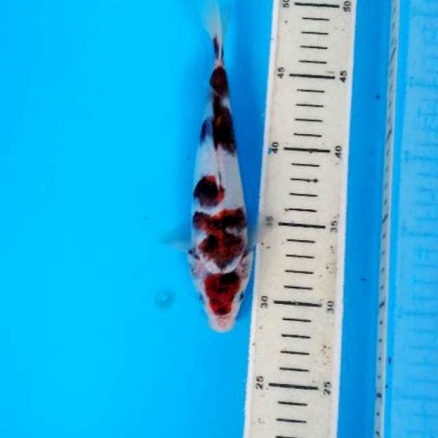 goromo 20 cm
