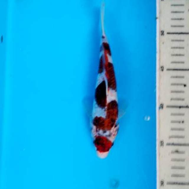 goromo 20 cm