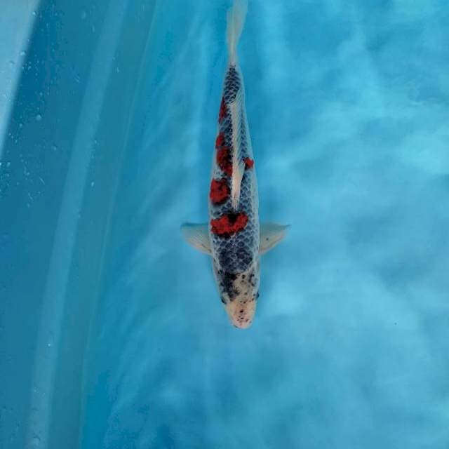 Ghosiki jantan