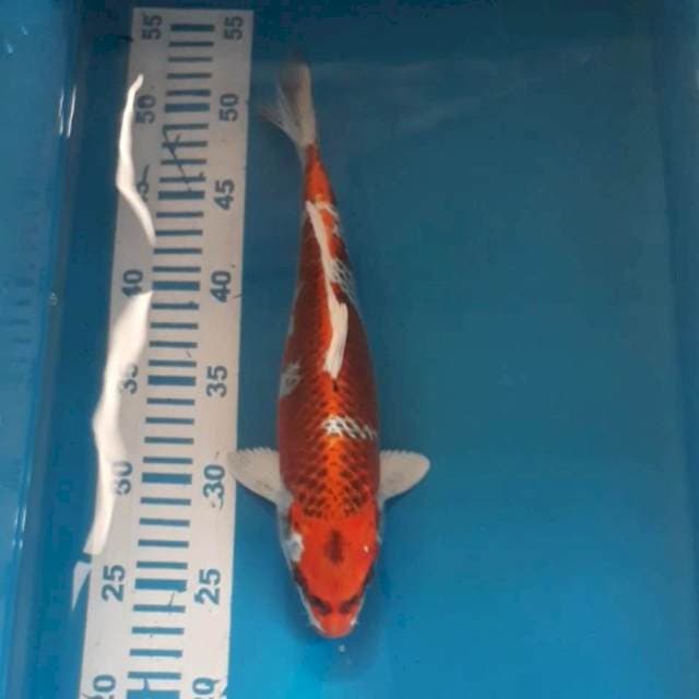 Kujaku 28 cm