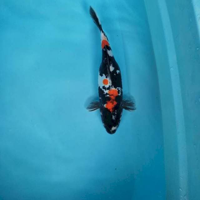 Showa doitsu