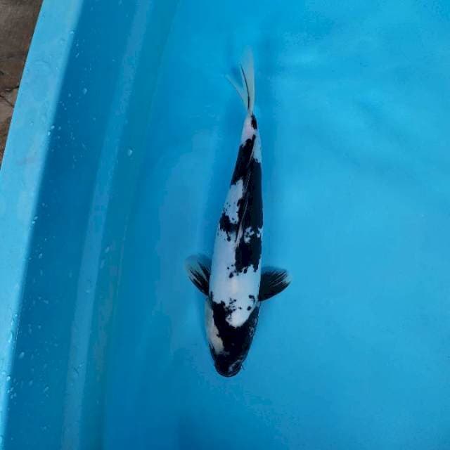 Shiro doitsu jantan