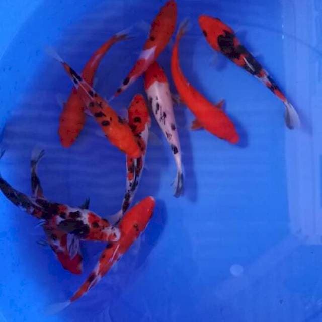 Mix koi 10 ekor