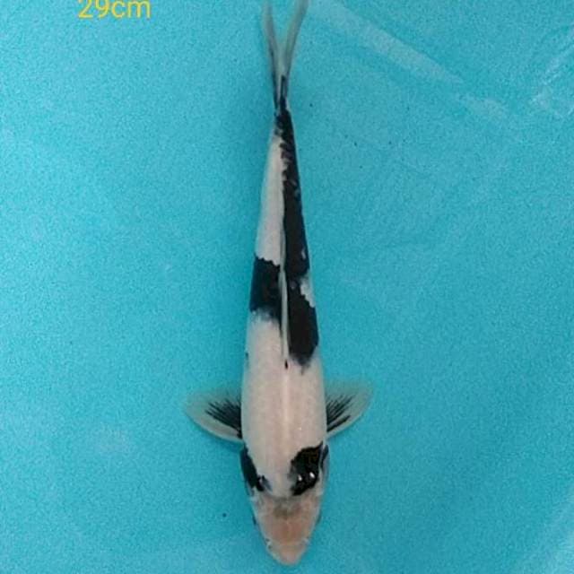 Shiro 29cm