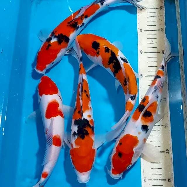 SANKE 26-28 CM