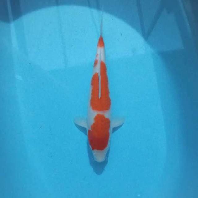 Kohaku female size 35 cm