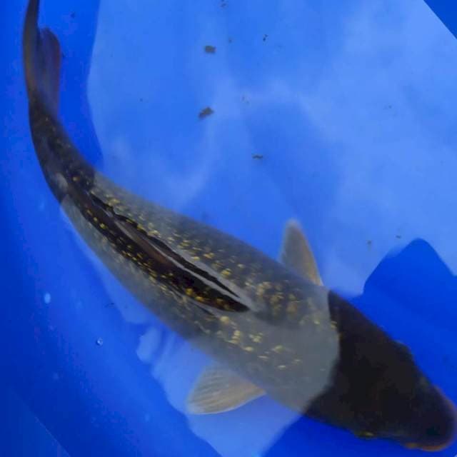 Soragoi gindrin 41cm