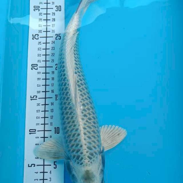 Mukashi35cm