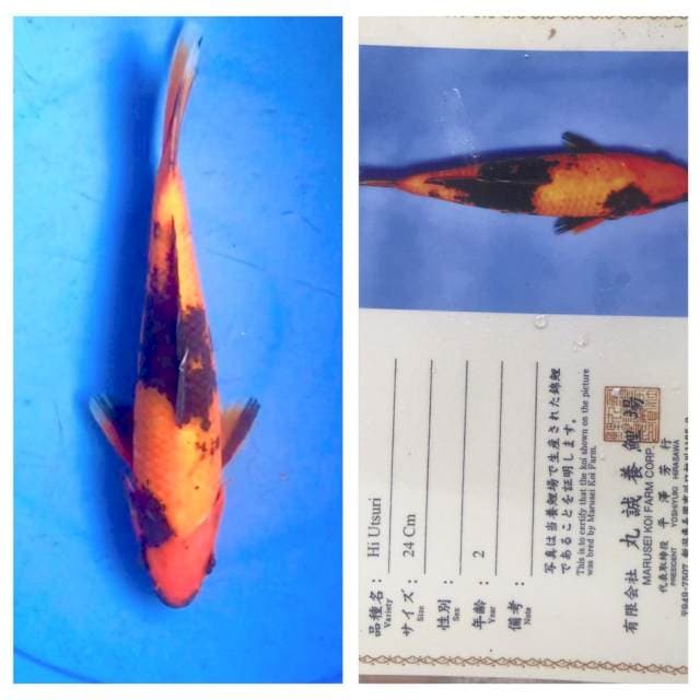 Hi Utsuri 24cm Marusei Koi Farm