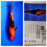 Hi Utsuri 24cm Marusei Koi Farm