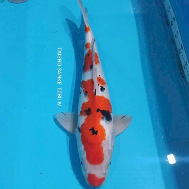 SANKE MALE 50CM