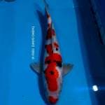 SANKE MALE 50CM
