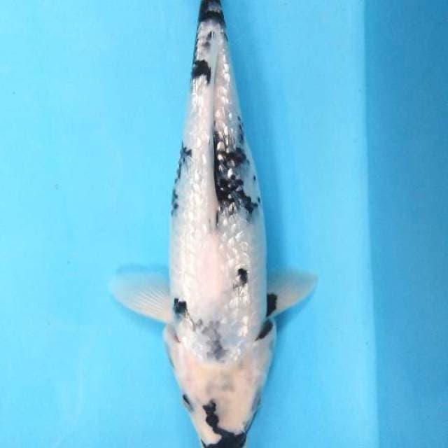 Shiro ginrin bahan keep