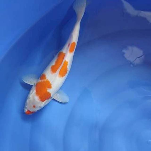 FAST✅KOHAKU 37CM