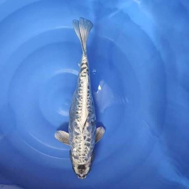 FAST✅kiko ginrin 35cm