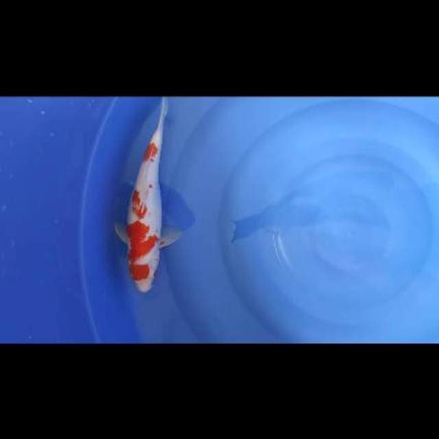 FAST✅KOHAKU 35CM