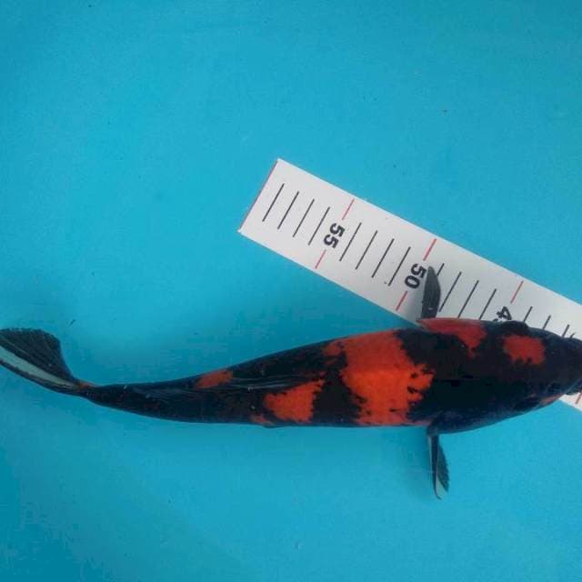jantan hi showa 32cm