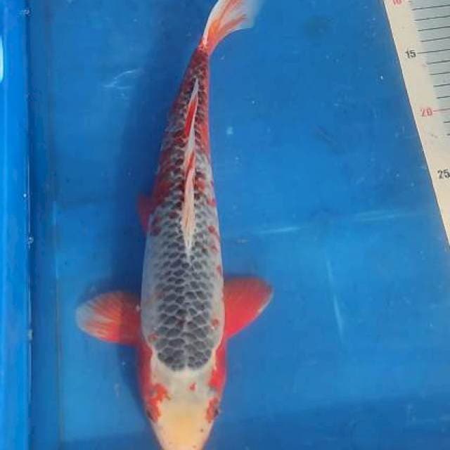 Asagi munuk 35cm