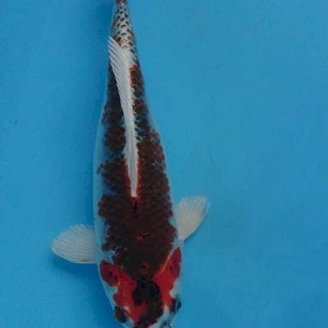 Kujaku gosiki
