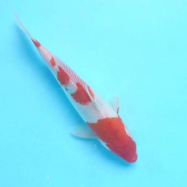 Sanke min mata satu