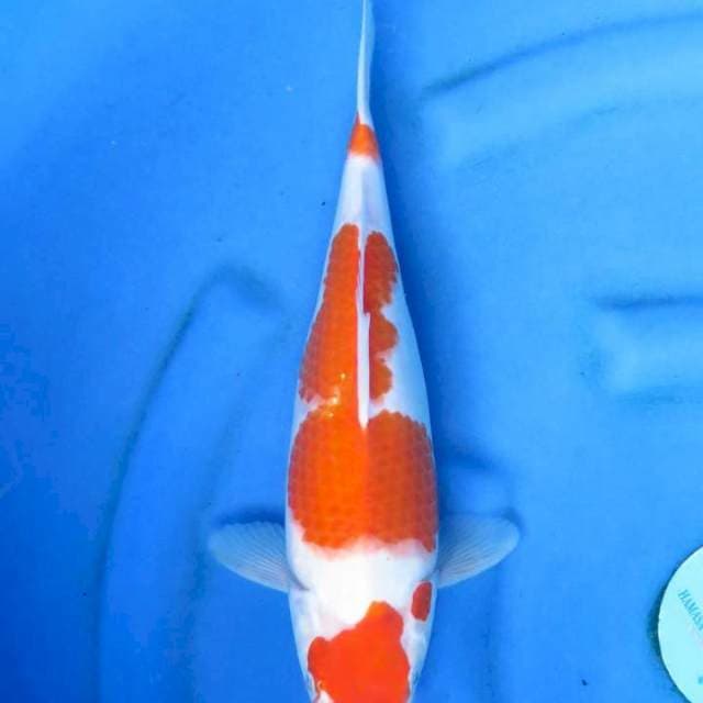 Ori sandan kohaku 36cm