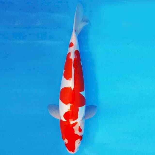 HIRO 8 - KOHAKU DOITSU ®