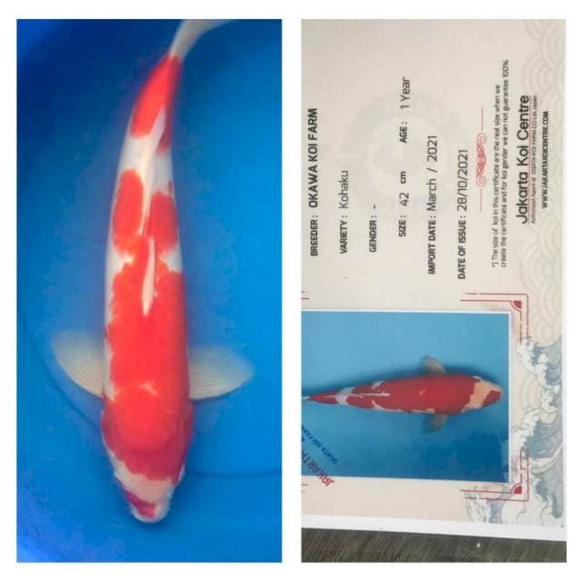 Kohaku 42cm Okawa Koi Farm
