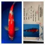 Kohaku 42cm Okawa Koi Farm
