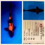 Hi Utsuri 35cm Marusei Koi Farm
