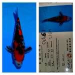 Sanke 21cm Sakai Co ltd