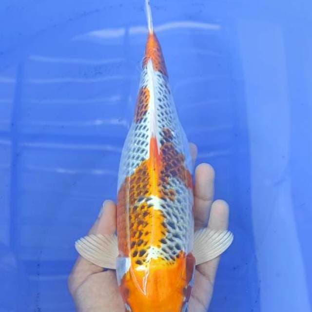 Kujaku 31cm Betina