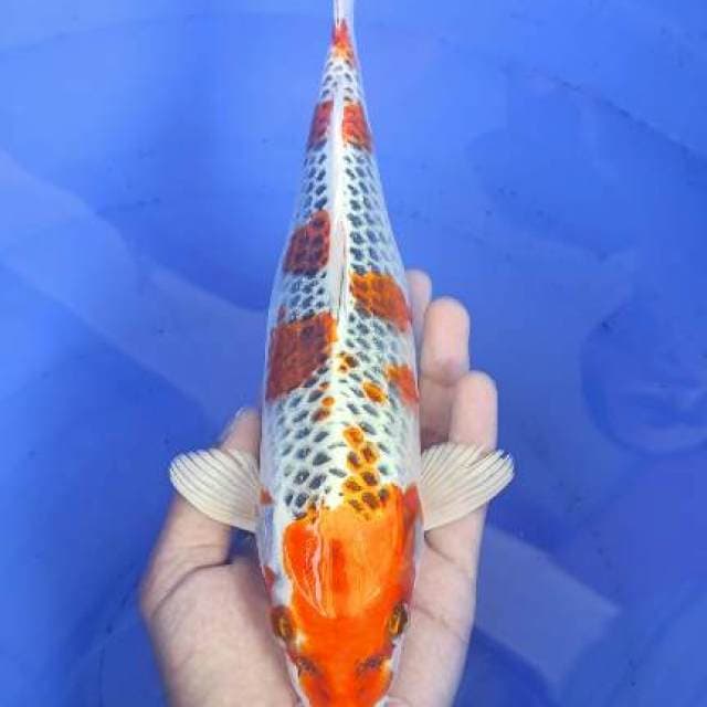 Kujaku 28cm Betina
