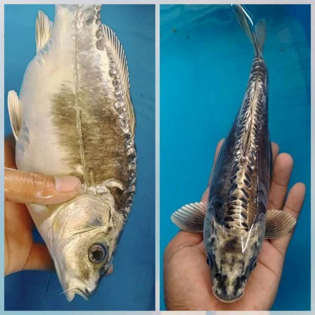 Kikokuryu 26cm 