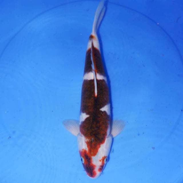 33cm BUDO KOROMO
