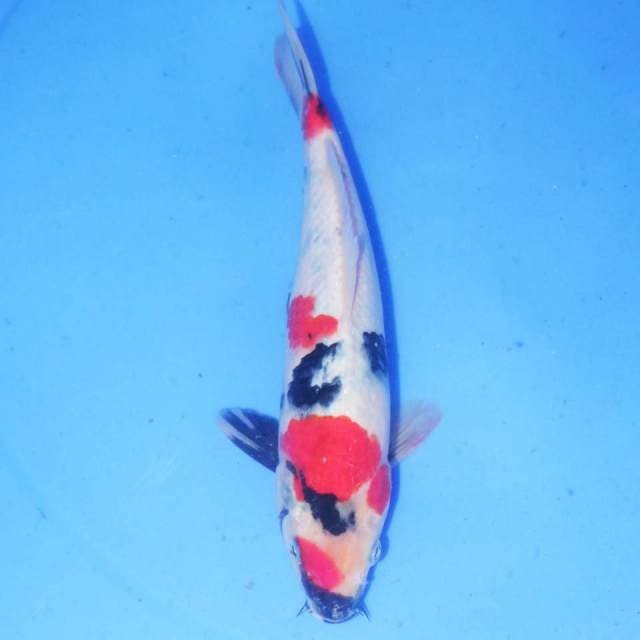 24cm KINDAI SHOWA