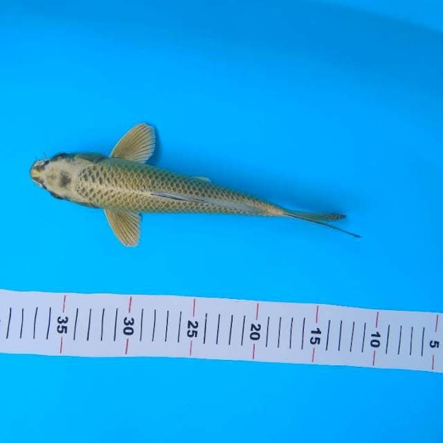 gold mukashi 25cm