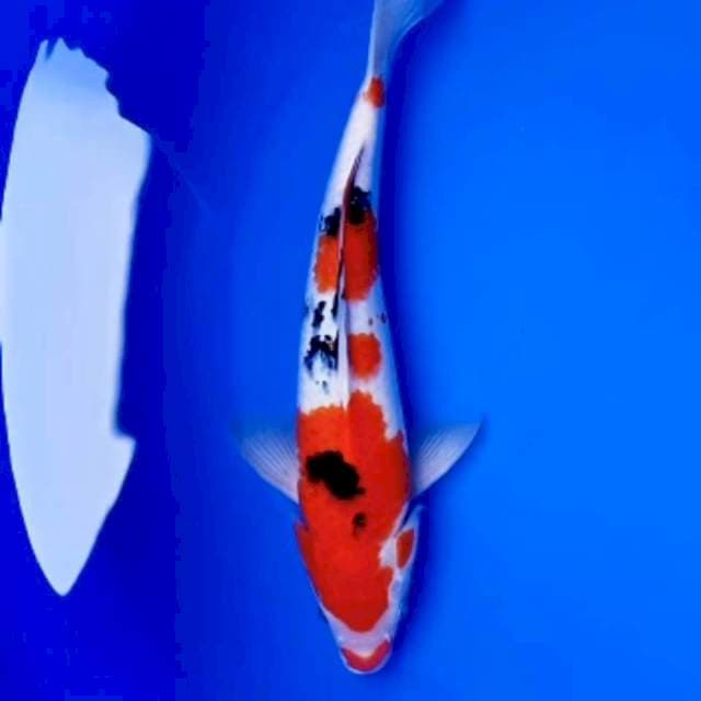 32cm SANKE RAPI