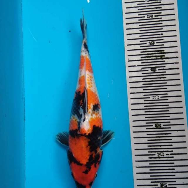 Showa kanoko